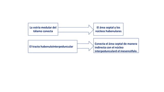 La estría medular del
tálamo conecta
El tracto habenulointerpeduncular
El área septal y los
núcleos habenulares
Conecta el área septal de manera
indirecta con el núcleo
interpedunculard el mesencéfalo.
 