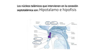 Los núcleos talámicos que intervienen en la conexión
septotalámica son: Hipotalamo e hipofisis
 