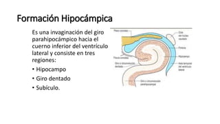 Formación Hipocámpica
Es una invaginación del giro
parahipocámpico hacia el
cuerno inferior del ventrículo
lateral y consiste en tres
regiones:
• Hipocampo
• Giro dentado
• Subículo.
 