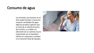 Consumo de agua
Los animales con lesiones en el
área septal tienden a consumir
mayores cantidades de agua.
Algunas pruebas sugieren que
se trata de un efecto primario
de la lesión, y se debe a la
alteración de un sistema neural
relacionado con el equilibrio
hídrico en respuesta a cambios
en el volumen total de líquidos.
 