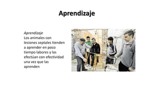 Aprendizaje
Aprendizaje
Los animales con
lesiones septales tienden
a aprender en poco
tiempo labores y las
efectúan con efectividad
una vez que las
aprenden.
 