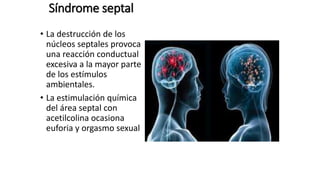 Síndrome septal
• La destrucción de los
núcleos septales provoca
una reacción conductual
excesiva a la mayor parte
de los estímulos
ambientales.
• La estimulación química
del área septal con
acetilcolina ocasiona
euforia y orgasmo sexual
 