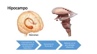 Hipocampo
Conversión de la
memoria reciente
en memoria de
largo plazo.
Estructura en
forma de C
Relación con el
giro dentado
adyacente
 