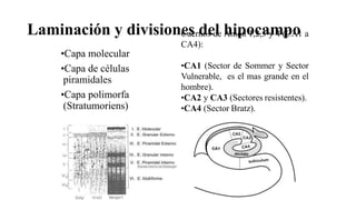 Laminación y divisiones del hipocampo
•Capa molecular
•Capa de células
piramidales
•Capa polimorfa
(Stratumoriens)
Cuernos de Amon 1,2,3 y 4 (CA1 a
CA4):
•CA1 (Sector de Sommer y Sector
Vulnerable, es el mas grande en el
hombre).
•CA2 y CA3 (Sectores resistentes).
•CA4 (Sector Bratz).
 