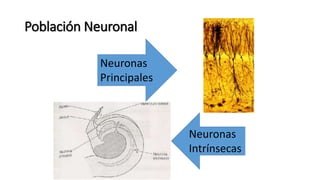 Población Neuronal
Neuronas
Principales
Neuronas
Intrínsecas
 