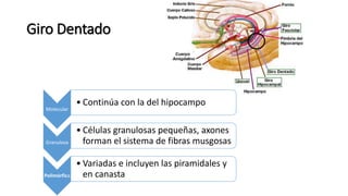 Giro Dentado
Molecular
• Continúa con la del hipocampo
Granulosa
• Células granulosas pequeñas, axones
forman el sistema de fibras musgosas
Polimórfica
• Variadas e incluyen las piramidales y
en canasta
 