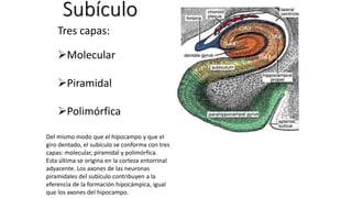 Subículo
Tres capas:
Molecular
Piramidal
Polimórfica
Del mismo modo que el hipocampo y que el
giro dentado, el subículo se conforma con tres
capas: molecular, piramidal y polimórfica.
Esta última se origina en la corteza entorrinal
adyacente. Los axones de las neuronas
piramidales del subículo contribuyen a la
eferencia de la formación hipocámpica, igual
que los axones del hipocampo.
 