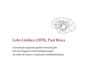 Lobo Límbico (1878), Paul Broca
Convolução arqueada grande formada pelo
Giro do Cíngulo e Giro Parahipocampal
Ao redor do tronco e comissuras interhemisféricas
 