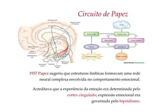 Circuito de Papez
1937 Papez sugeriu que estruturas límbicas formavam uma rede
neural complexa envolvida no comportamento emocional.
Acreditava que a experiência da emoção era determinada pelo
cortex cingulado; expressão emocional era
governada pelo hipotálamo.
 