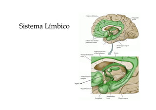 Sistema Límbico
septo
 