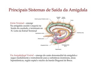 Estria Terminal – emerge
Na amígdala caudal e arqueia na
borda do caudado, e terminam no
N. Leito da Estrial Terminal
Via Amígdalofugal Ventral – emerge do canto dorsomedial da amígdala e
segue medialmente e rostralmente para a substância inominata, áreas
hipotalâmicas, região septal e núcleo da banda Diagonal de Broca.
Principais Sistemas de Saída da Amígdala
 