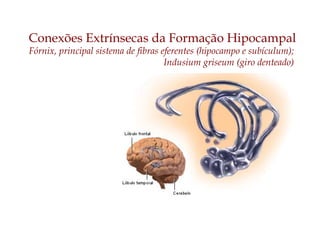 Conexões Extrínsecas da Formação Hipocampal
Fórnix, principal sistema de fibras eferentes (hipocampo e subículum);
Indusium griseum (giro denteado)
 