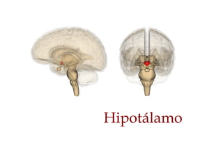 Hipotálamo
 