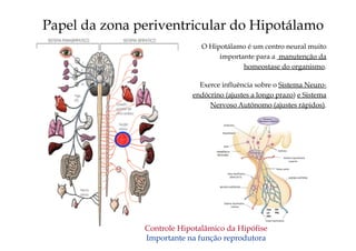 Papel da zona periventricular do Hipotálamo
O Hipotálamo é um centro neural muito
importante para a manutenção da
homeostase do organismo.
Exerce influência sobre o Sistema Neuro-
endócrino (ajustes a longo prazo) e Sistema
Nervoso Autônomo (ajustes rápidos).
Controle Hipotalâmico da Hipófise
Importante na função reprodutora
 
