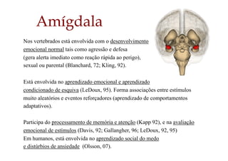 Amígdala
Nos vertebrados está envolvida com o desenvolvimento
emocional normal tais como agressão e defesa
(gera alerta imediato como reação rápida ao perigo),
sexual ou parental (Blanchard, 72; Kling, 92).
Está envolvida no aprendizado emocional e aprendizado
condicionado de esquiva (LeDoux, 95). Forma associações entre estímulos
muito aleatórios e eventos reforçadores (aprendizado de comportamentos
adaptativos).
Participa do processamento de memória e atenção (Kapp 92), e na avaliação
emocional de estímulos (Davis, 92; Gallangher, 96; LeDoux, 92, 95)
Em humanos, está envolvida no aprendizado social do medo
e distúrbios de ansiedade (Olsson, 07).
 