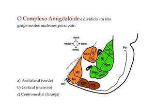 a) Basolateral (verde)
b) Cortical (marrom)
c) Centromedial (laranja)
O Complexo Amigdalóide é dividido em três
grupamentos nucleares principais:
 
