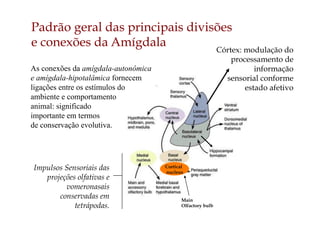 Cortical
nucleus
Main
Olfactory bulb
Impulsos Sensoriais das
projeções olfativas e
vomeronasais
conservadas em
tetrápodas.
As conexões da amígdala-autonômica
e amígdala-hipotalâmica fornecem
ligações entre os estímulos do
ambiente e comportamento
animal: significado
importante em termos
de conservação evolutiva.
Padrão geral das principais divisões
e conexões da Amígdala
Córtex: modulação do
processamento de
informação
sensorial conforme
estado afetivo
 