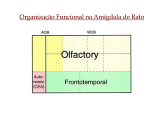 Organização Funcional na Amígdala de Rato
 