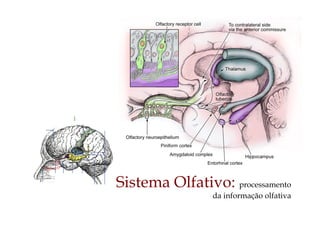 Sistema Olfativo: processamento
da informação olfativa
 