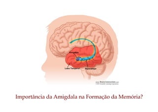 Importância da Amigdala na Formação da Memória?
 