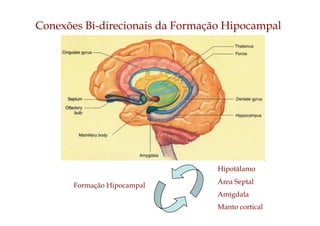 Formação Hipocampal
Hipotálamo
Área Septal
Amígdala
Manto cortical
Conexões Bi-direcionais da Formação Hipocampal
 