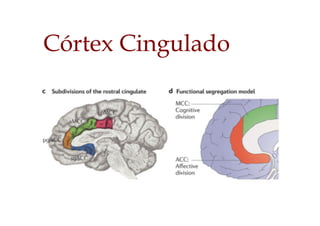 Córtex Cingulado
 