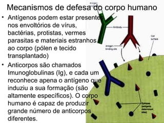Mecanismos de defesa do corpo humano
• Antígenos podem estar presentes
nos envoltórios de vírus,
bactérias, protistas, vermes
parasitas e materiais estranhos
ao corpo (pólen e tecido
transplantado)
• Anticorpos são chamados
Imunoglobulinas (Ig), e cada um
reconhece apena o antígeno que
induziu a sua formação (são
altamente específicos). O corpo
humano é capaz de produzir
grande número de anticorpos
diferentes.
 