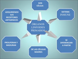 ÓRGANOS
LINFOIDES
PRIMARIOS
ÓRGANOS
LINFOIDES
PRIMARIOS
PROLIFERAN Y
MADURAN
PROLIFERAN Y
MADURAN
SISTEMA
INMUNE
SISTEMA
INMUNE
SE
DIFERENCIAN
A PARTIR
SE
DIFERENCIAN
A PARTIR
SON
CÉLULA
SON
CÉLULA
DE LAS CÉLULAS
MADRES
DE LAS CÉLULAS
MADRES
ADQUIRIENDO
SUS
RECEPTORES
ANTIGÉNICOS
ADQUIRIENDO
SUS
RECEPTORES
ANTIGÉNICOS
 