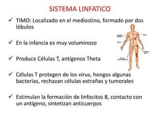 SISTEMA LINFATICO
 TIMO: Localizado en el mediastino, formado por dos
  lóbulos

 En la infancia es muy voluminoso

 Produce Células T, antígenos Theta

 Células T protegen de los virus, hongos algunas
  bacterias, rechazan células extrañas y tumorales

 Estimulan la formación de linfocitos B, contacto con
  un antígeno, sintetizan anticuerpos
 