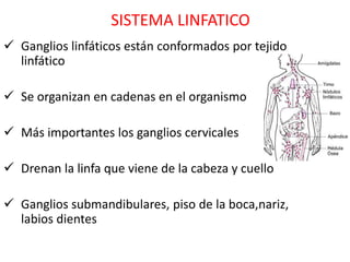 SISTEMA LINFATICO
 Ganglios linfáticos están conformados por tejido
  linfático

 Se organizan en cadenas en el organismo

 Más importantes los ganglios cervicales

 Drenan la linfa que viene de la cabeza y cuello

 Ganglios submandibulares, piso de la boca,nariz,
  labios dientes
 