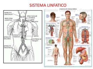 SISTEMA LINFATICO
 