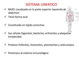 SISTEMA LINFATICO
 BAZO: Localizado en la parte superior izquierda del
  abdomen
 Tiene forma oval

 Constituido en tejido conectivo

 Sus células fagocitan, bacterias, eritrocitos y plaquetas
  envejecidas

 Produce linfocitos, monocitos, plasmocitos y anticuerpos

 Pertenece al sistema inmunológico
 