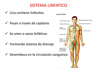 SISTEMA LINFATICO
 Lina contiene linfocitos

 Pasan a través de capilares

 Se unen a vasos linfáticos

 Formando sistema de drenaje

 Desemboca en la circulación sanguínea
 