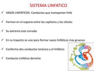 SISTEMA LINFATICO
 VASOS LINFATICOS: Conductos que transportan linfa

 Forman en el espacio entre los capilares y las células

 Su extremo esta cerrado

 En su trayecto se une para formar vasos linfáticos mas gruesos

 Conforma dos conductos torácico y el linfático

 Conducto Linfático derecho
 