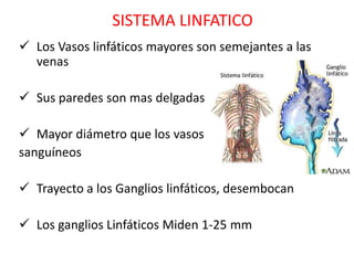 SISTEMA LINFATICO
 Los Vasos linfáticos mayores son semejantes a las
  venas

 Sus paredes son mas delgadas

 Mayor diámetro que los vasos
sanguíneos

 Trayecto a los Ganglios linfáticos, desembocan

 Los ganglios Linfáticos Miden 1-25 mm
 
