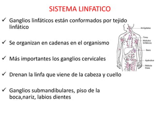 SISTEMA LINFATICO
 Ganglios linfáticos están conformados por tejido
  linfático

 Se organizan en cadenas en el organismo

 Más importantes los ganglios cervicales

 Drenan la linfa que viene de la cabeza y cuello

 Ganglios submandibulares, piso de la
  boca,nariz, labios dientes
 