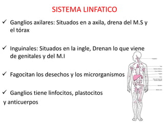 SISTEMA LINFATICO
 Ganglios axilares: Situados en a axila, drena del M.S y
  el tórax

 Inguinales: Situados en la ingle, Drenan lo que viene
  de genitales y del M.I

 Fagocitan los desechos y los microrganismos

 Ganglios tiene linfocitos, plastocitos
y anticuerpos
 