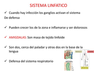 SISTEMA LINFATICO
 Cuando hay infección los ganglios activan el sistema
De defensa

 Pueden crecer los de la zona e inflamarse y ser dolorosos

 AMIGDALAS: Son masa de tejido linfoide

 Son dos, cerca del paladar y otras dos en la base de la
  lengua

 Defensa del sistema respiratorio
 
