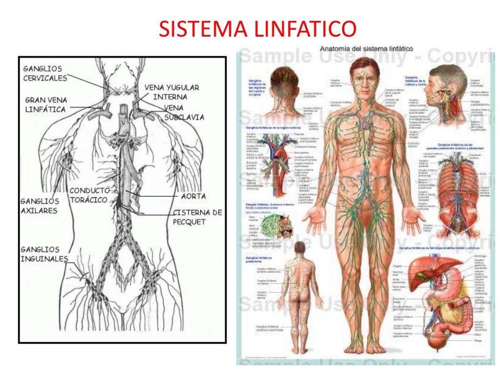 Sistema linfatico Sistema linfatico