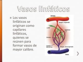 » Los vasos
  linfáticos se
  originan como
  capilares
  linfáticos,
  quienes se
  reúnen para
  formar vasos de
  mayor calibre.
 