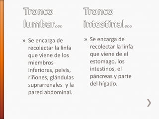 » Se encarga de         » Se encarga de
  recolectar la linfa     recolectar la linfa
  que viene de los        que viene de el
  miembros                estomago, los
  inferiores, pelvis,     intestinos, el
  riñones, glándulas      páncreas y parte
  suprarrenales y la      del hígado.
  pared abdominal.
 