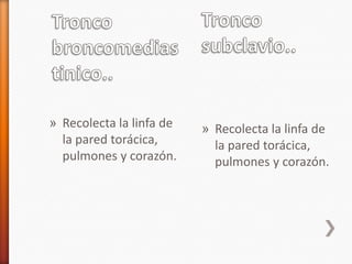 » Recolecta la linfa de   » Recolecta la linfa de
  la pared torácica,        la pared torácica,
  pulmones y corazón.       pulmones y corazón.
 