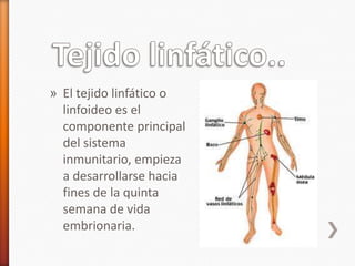 » El tejido linfático o
  linfoideo es el
  componente principal
  del sistema
  inmunitario, empieza
  a desarrollarse hacia
  fines de la quinta
  semana de vida
  embrionaria.
 