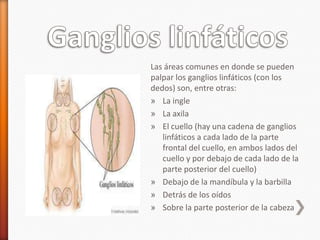 Las áreas comunes en donde se pueden
palpar los ganglios linfáticos (con los
dedos) son, entre otras:
» La ingle
» La axila
» El cuello (hay una cadena de ganglios
   linfáticos a cada lado de la parte
   frontal del cuello, en ambos lados del
   cuello y por debajo de cada lado de la
   parte posterior del cuello)
» Debajo de la mandíbula y la barbilla
» Detrás de los oídos
» Sobre la parte posterior de la cabeza
 