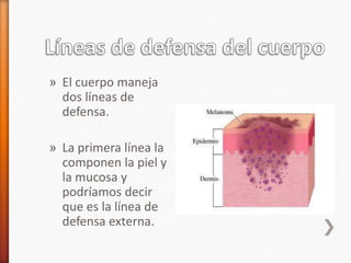 » El cuerpo maneja
  dos líneas de
  defensa.

» La primera línea la
  componen la piel y
  la mucosa y
  podríamos decir
  que es la línea de
  defensa externa.
 