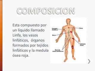 Esta compuesto por
un liquido llamado
Linfa, los vasos
linfáticos, órganos
formados por tejidos
linfáticos y la medula
ósea roja.
 