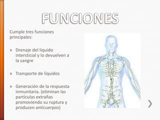 Cumple tres funciones
principales:

» Drenaje del liquido
  intersticial y lo devuelven a
  la sangre

» Transporte de líquidos

» Generación de la respuesta
  inmunitaria. (eliminan las
  partículas extrañas
  promoviendo su ruptura y
  producen anticuerpos)
 