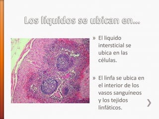 » El liquido
  intersticial se
  ubica en las
  células.

» El linfa se ubica en
  el interior de los
  vasos sanguíneos
  y los tejidos
  linfáticos.
 