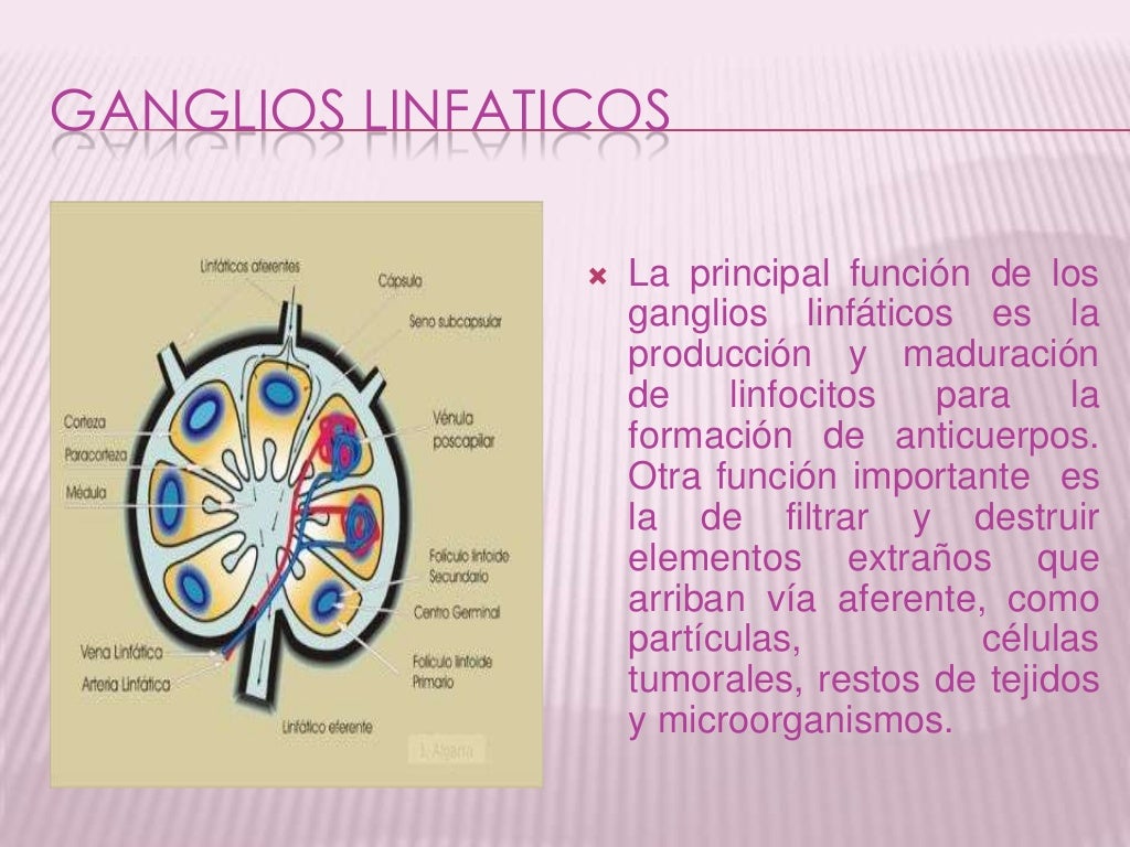 Sistema Linfatico