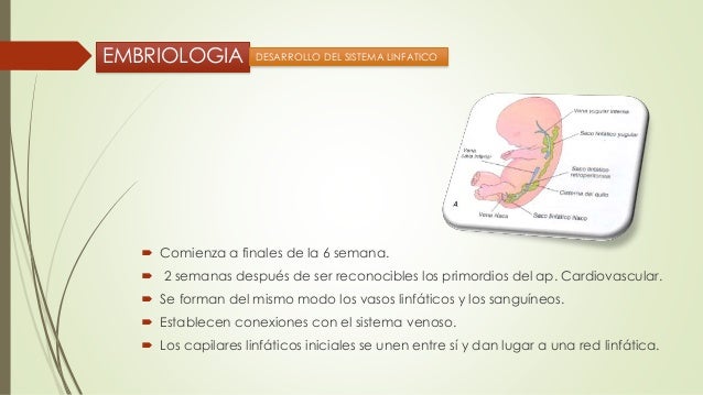 Sistema linfatico Anato Fisio Embrio Histo